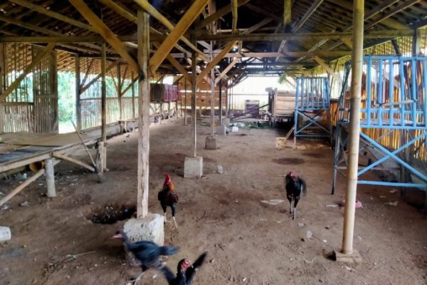 Peternakan ayam kampung di Bukit, Bener Meriah