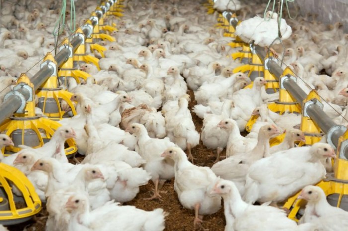 Peternakan ayam kampung di Peureulak Barat, Aceh Timur