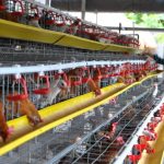 Peternakan ayam kampung di Longkib, Kota Subulussalam