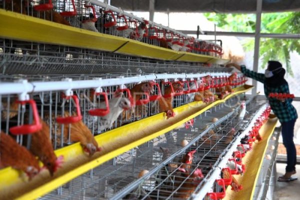 Mengenal Peternakan Ayam dan Cara Mengelola Bisnisnya! – CV. Abadi Farm ...