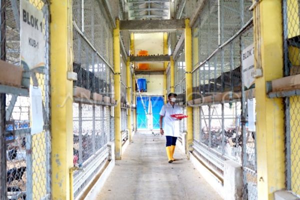 Peternakan ayam kampung di Trienggadeng, Pidie Jaya