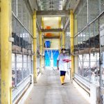 Peternakan ayam kampung di Kroya, Cilacap