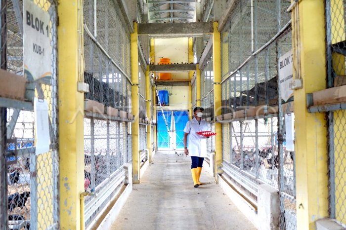 Peternakan ayam kampung di Peusangan, Bireuen