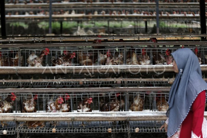 PETERNAKAN AYAM PETELUR | ANTARA Foto Peternakan ayam kampung di Baiturrahman, Kota Banda Aceh