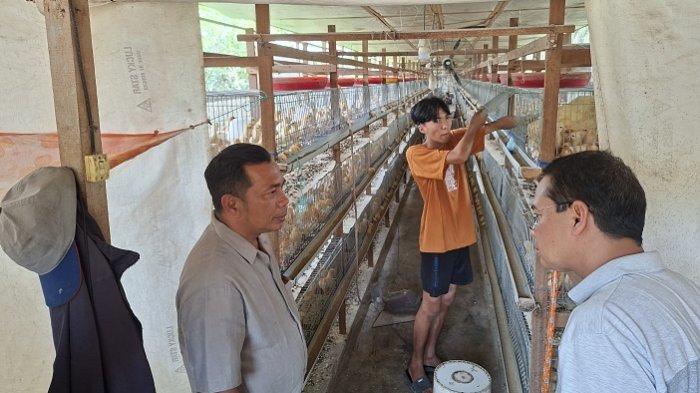Tiru Langkat, Aceh Tamiang Mulai Bangun Proyek Percontohan Ayam Petelur ...