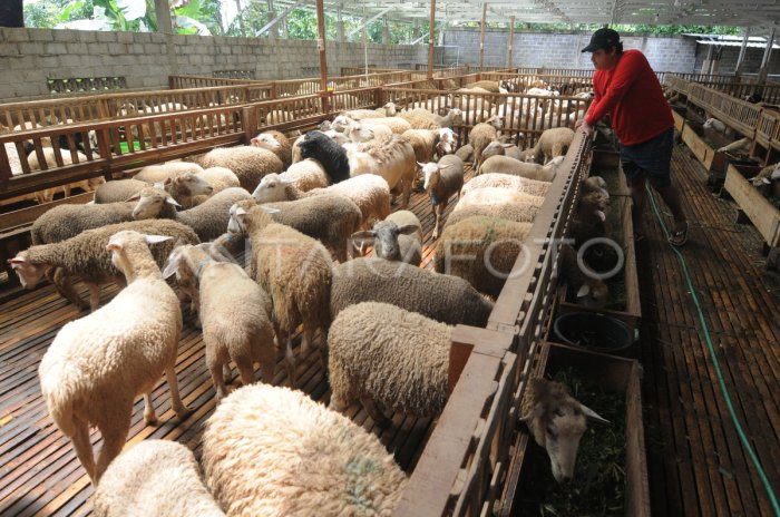PETERNAKAN DOMBA DI BOYOLALI | ANTARA Foto Peternakan ayam kampung di Sambi, Boyolali