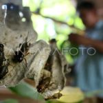 Ternak jangkrik di Atu Lintang, Aceh Tengah
