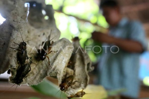 Ternak jangkrik di Atu Lintang, Aceh Tengah