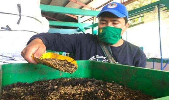 Kementan: Maggot dan Koro Pedang Berpotensi untuk Bahan Pakan Ternak Kementan: Maggot dan Koro Pedang Berpotensi untuk Bahan Pakan Ternak