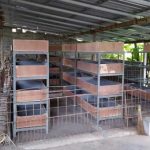 Cara Budidaya Maggot BSF Untuk Pemula Di Rumah Tanpa Bau