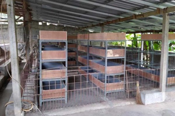 Cara Budidaya Maggot BSF Untuk Pemula Di Rumah Tanpa Bau