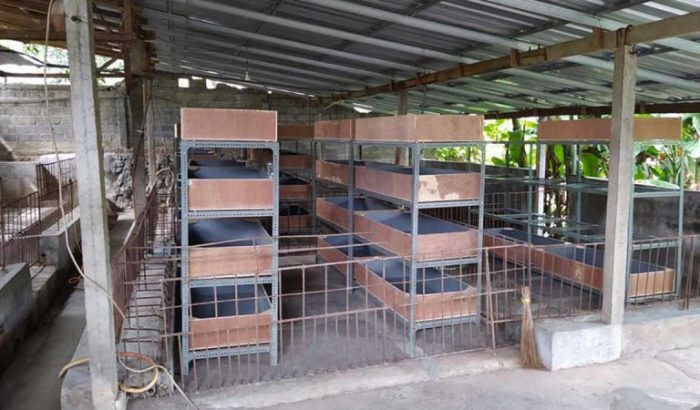 Cara Budidaya Maggot BSF Untuk Pemula Di Rumah Tanpa Bau Cara Budidaya Maggot BSF Untuk Pemula Di Rumah Tanpa Bau