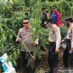 Ayam arab di Sindang Beliti Ulu, Rejang Lebong