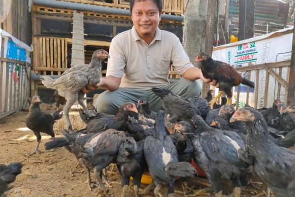 Peternakan ayam kampung di Peudawa, Aceh Timur