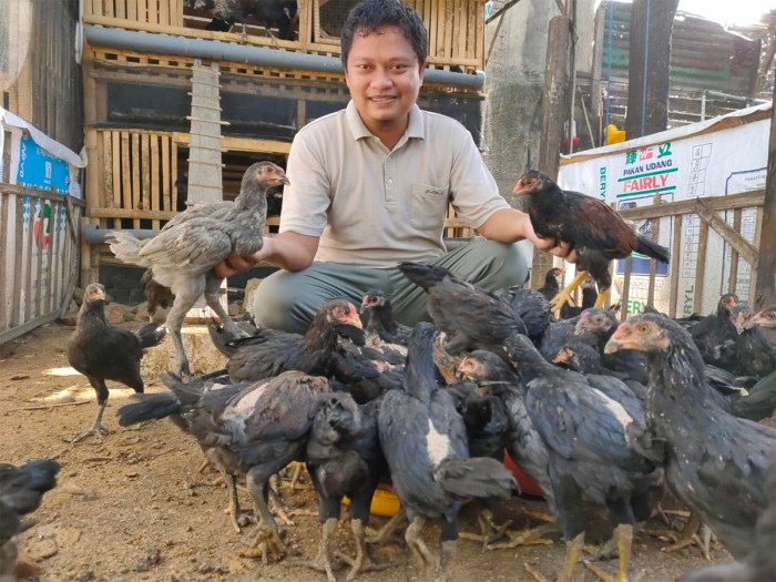Peternakan ayam kampung di Mutiara, Pidie