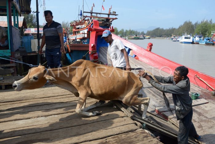 SAPI PULAU ACEH | ANTARA Foto SAPI PULAU ACEH | ANTARA Foto