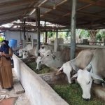 Ternak di Darul Kamal Aceh Besar