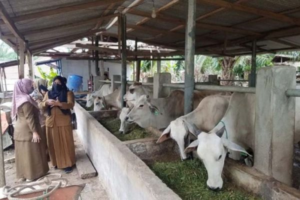 Ternak di Darul Kamal Aceh Besar