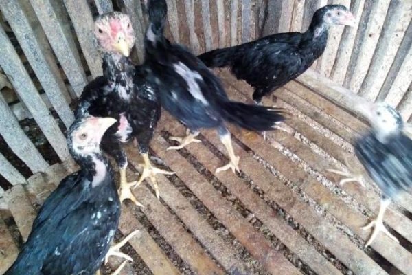 Ternak Ayam Kampung cepat panen! Solusinya ternak Jenis Kuntara4 ...