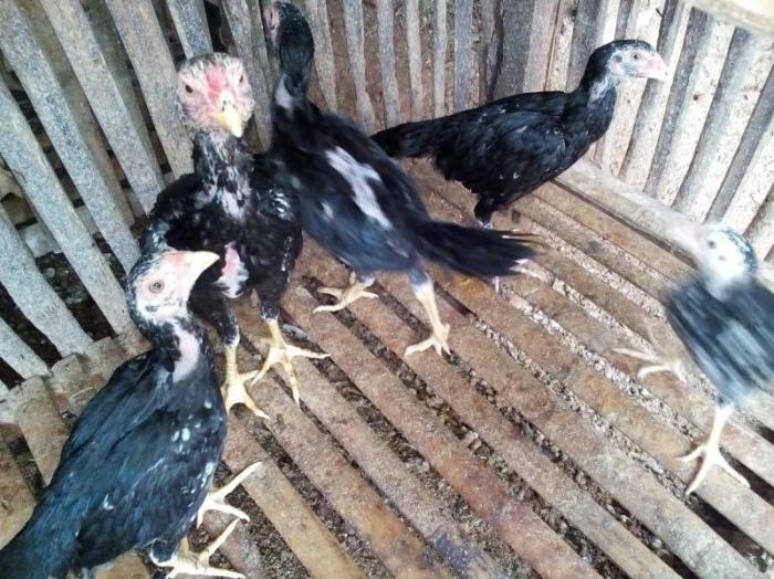 Ternak Ayam Kampung cepat panen! Solusinya ternak Jenis Kuntara4 ...