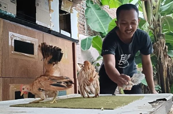 PETERNAKAN AYAM KAMPUNG DI PEGUNUNGAN | TOTAL AYAM SEBANYAK KURANG ...