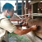 Cara Ternak Jangkrik Sukses Untuk Pemula - duniapeternakan.com