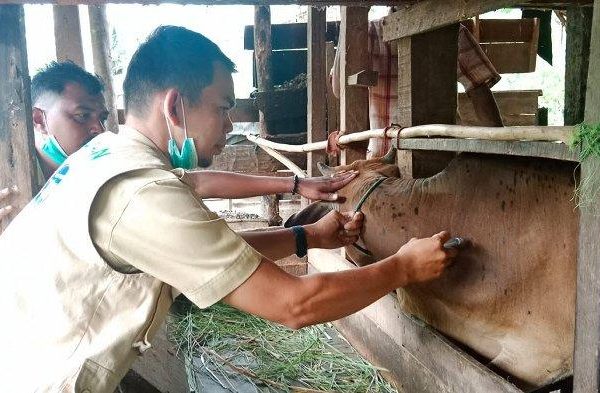 Cara Ternak Jangkrik Sukses Untuk Pemula - duniapeternakan.com