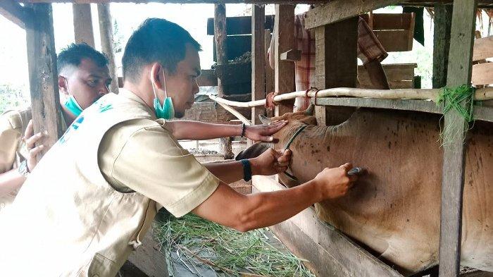 Cara Ternak Jangkrik Sukses Untuk Pemula - duniapeternakan.com Cara Ternak Jangkrik Sukses Untuk Pemula - duniapeternakan.com