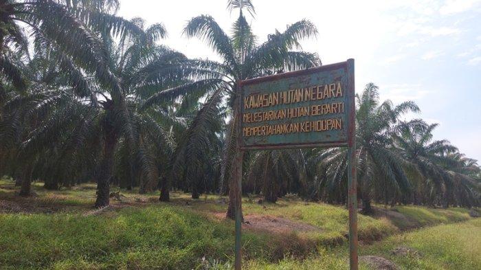 Peternakan ayam kampung di Seruway, Aceh Tamiang