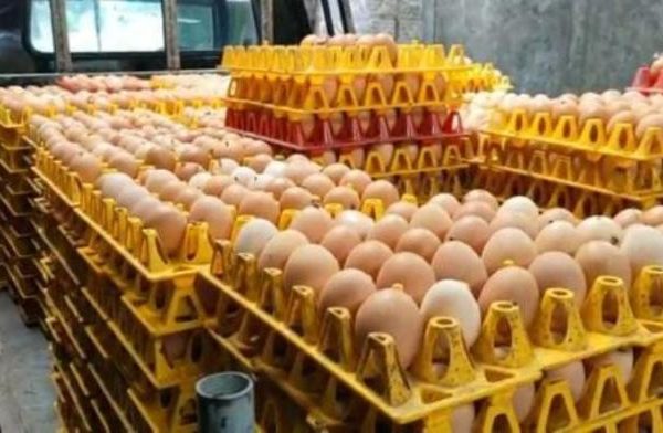 Peternakan ayam kampung di Andong, Boyolali