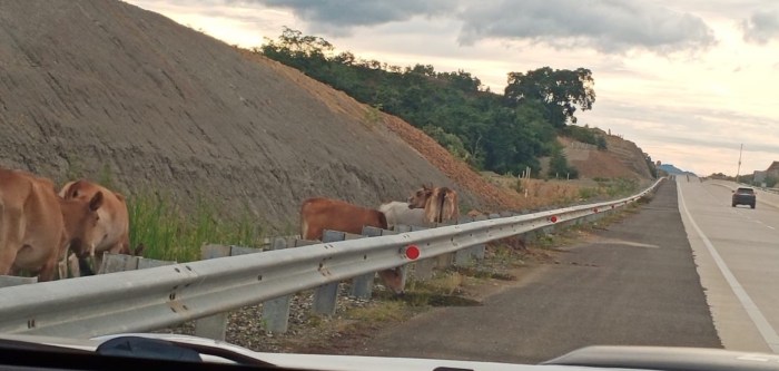 Bahaya! Ternak dan Anjing Berkeliaran di Jalan Tol Indrapuri-Jantho