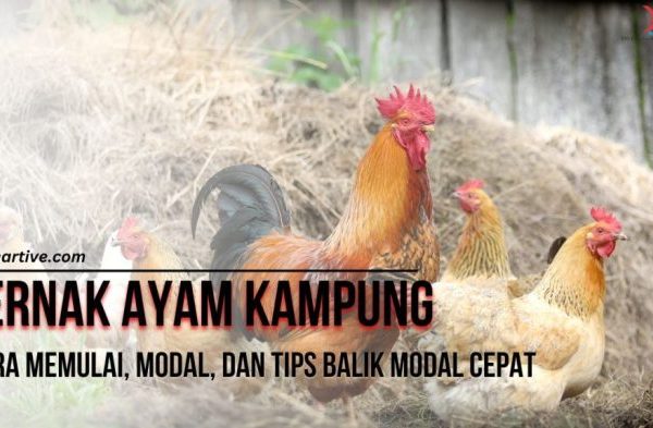 Sukses Ternak Ayam Kampung Modal Seadanya, Cuan Mengalir Terus! - YouTube