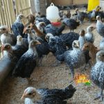 4 Jenis Ayam Kampung Petelur Terkenal di Indonesia