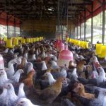 PLN Listriki Peternakan Ayam, Keuntungan Pengusaha Meningkat | kumparan.com