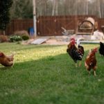 Ternak ayam kampung umbaran di Kluet Tengah Aceh Selatan