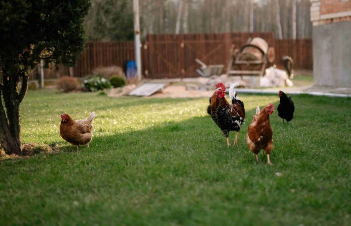 Cara Ternak Ayam Kampung agar Cepat Panen | PPG Ternak ayam kampung umbaran di Kota Bahagia Aceh Selatan