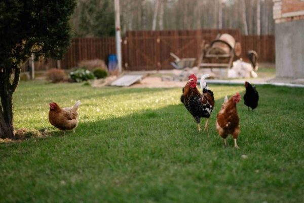 Ternak ayam kampung umbaran di Labuhan Haji Barat Aceh Selatan