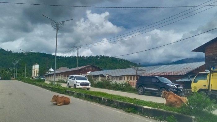 Cara ternak jangkrik yang efektif - ALAM TANI Cara ternak jangkrik yang efektif - ALAM TANI