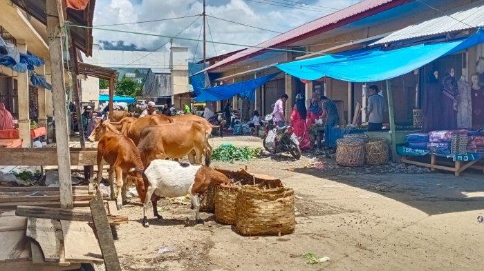 Pedagang dan Warga Keluhkan Ternak Berkeliaran di Pajak Terpadu Buntul ... Ternak jangkrik di Blang Kejeren, Gayo Lues