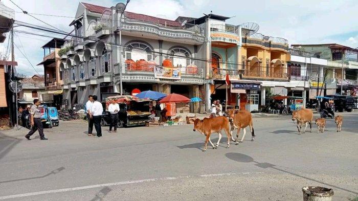 AYAM KAMPUNG BERTELUR SETIAP HARI - YouTube AYAM KAMPUNG BERTELUR SETIAP HARI - YouTube