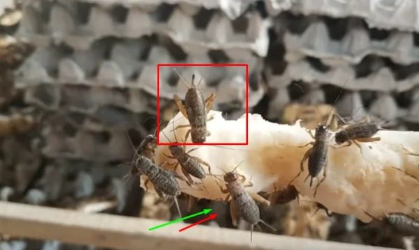 Panduan Lengkap Ternak Jangkrik