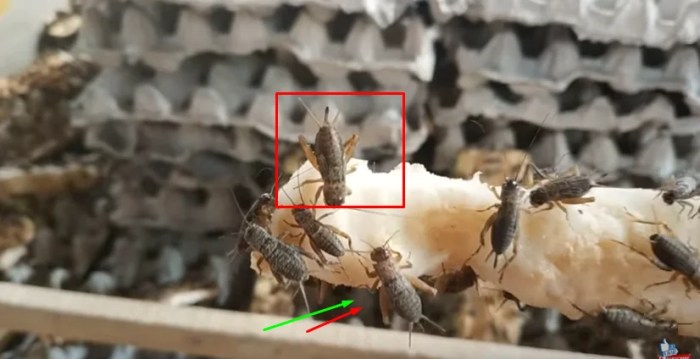 Panduan Lengkap Ternak Jangkrik Panduan Lengkap Ternak Jangkrik