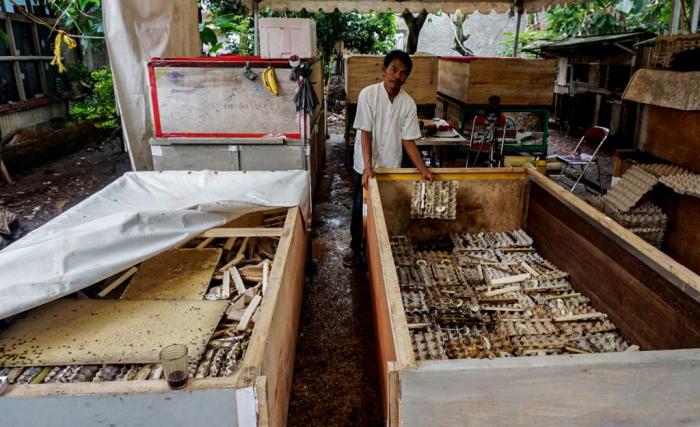 Ternak Jangkrik Omset Puluhan Juta Perbulan Ternak Jangkrik Omset Puluhan Juta Perbulan