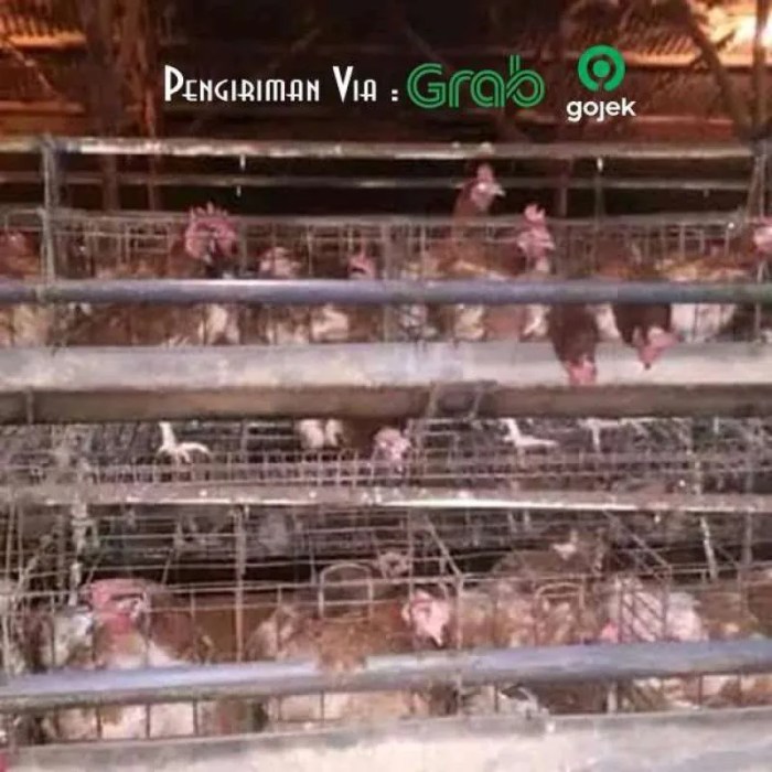 Ayam merah petelur di Kota Gajah, Lampung Tengah