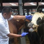 Ternak di Pulo Aceh Aceh Besar