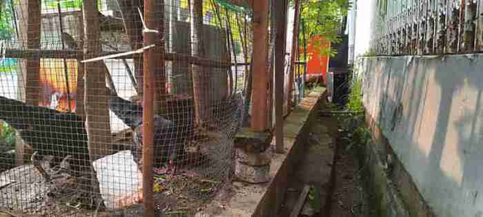 Beternak ayam di pekarangan rumah di Kuala Bireuen
