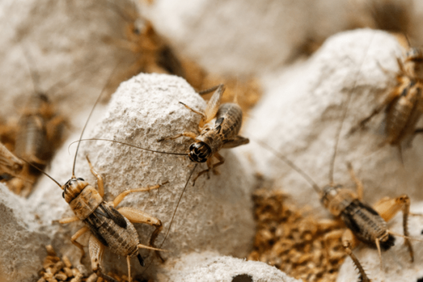 Ternak Jangkrik