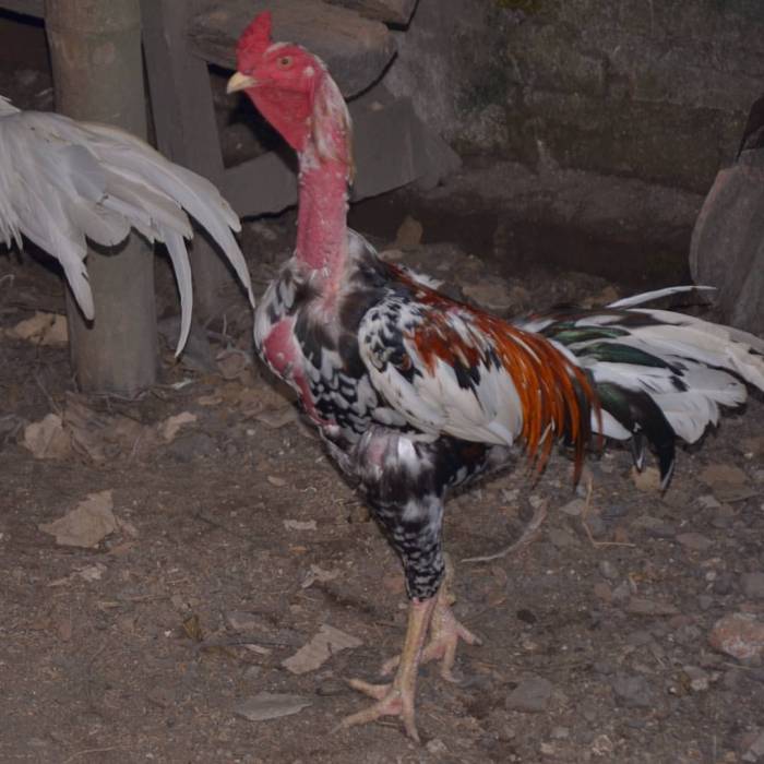 Situs Batu Brak Lampung Barat Provinsi Lampung, Saksi Bisu Kehidupan ... Ayam arab di Batu Brak, Lampung Barat