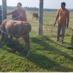 Ternak jangkrik di Samalanga Bireuen
