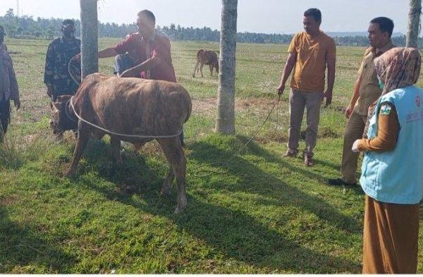 Ternak jangkrik di Samalanga Bireuen